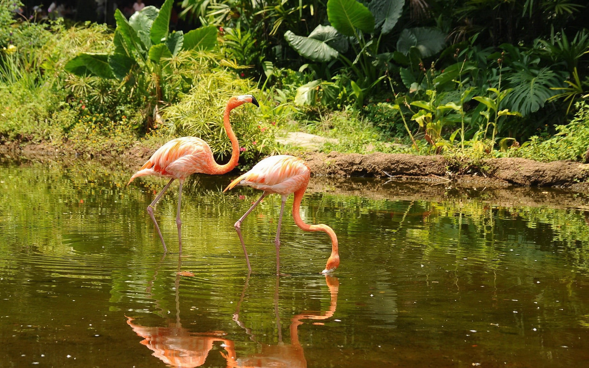 two orange flamingos